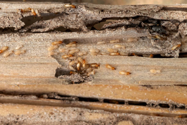 Insect Control in Clarence Center, NY